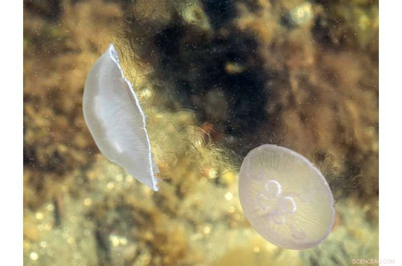 Increased Ocean Stability Amid Climate Change: Potential Risks and Unintended Consequences