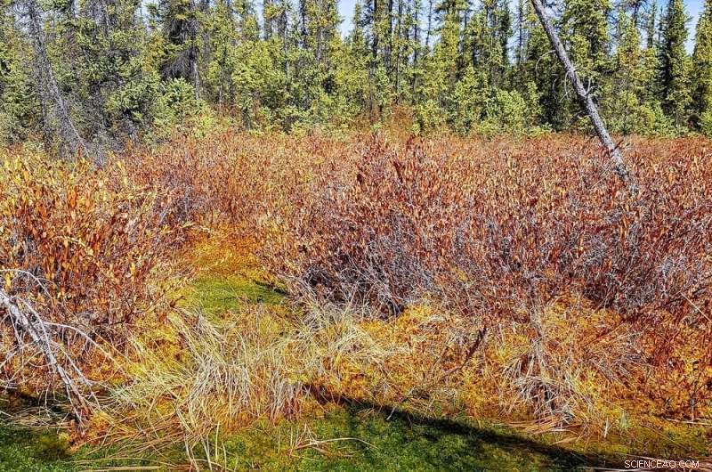 Restoring Boreal Peatlands: Scientists Lock Carbon Underground