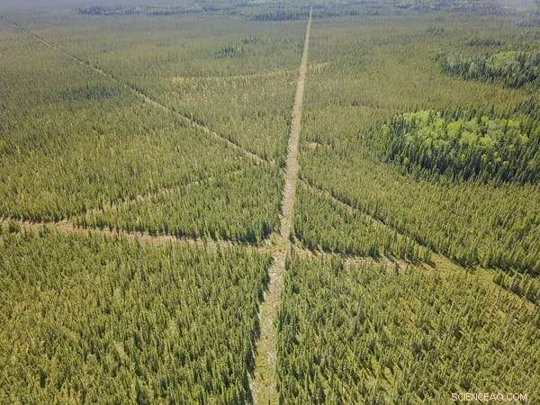 Restoring Boreal Peatlands: Scientists Lock Carbon Underground