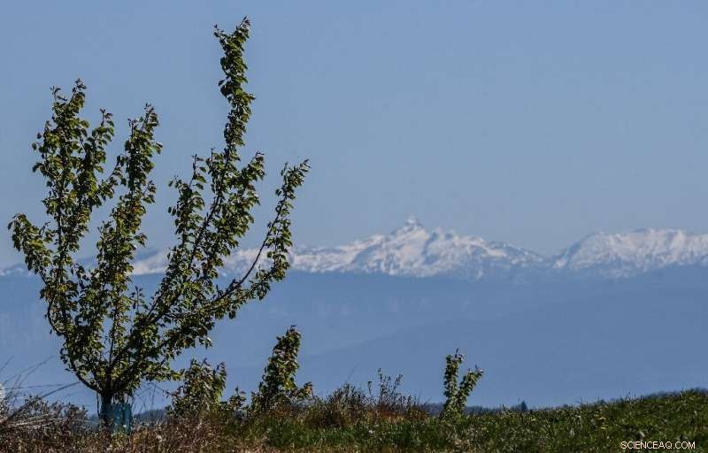 French Winemakers Assess the Cost of the Worst Frost in Decades