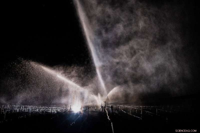 French Winemakers Assess the Cost of the Worst Frost in Decades