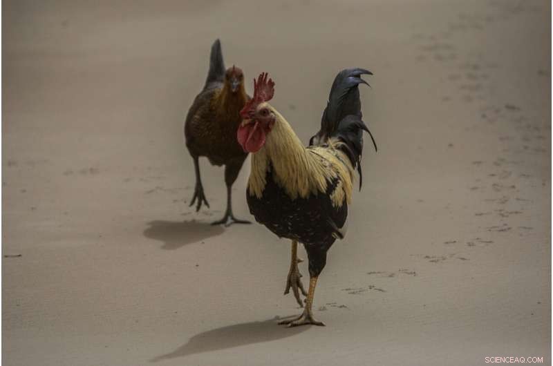 St. Vincent Volcano Continues to Erupt: Massive Explosion Shakes Island