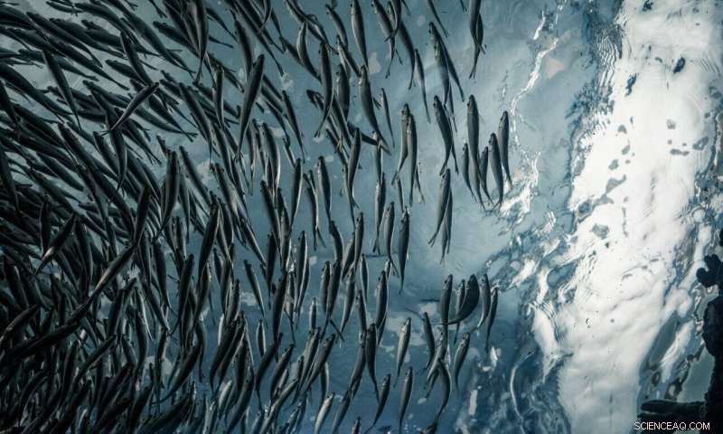 New Research Links US Tuna Fisheries, Climate Change, and Sustainable Seafood