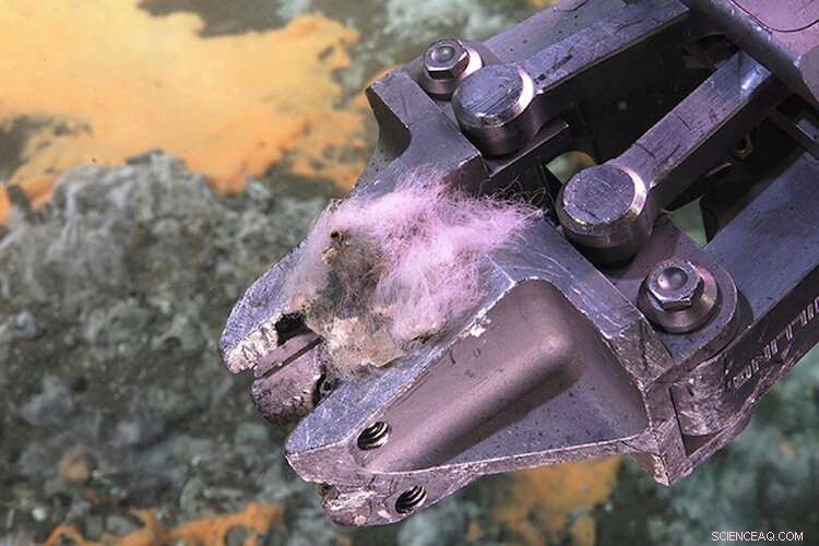 Deep-Sea Bacteria Emit Carbon, Contributing to Atmospheric CO₂