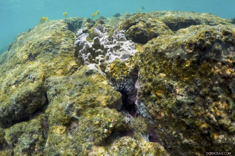 Extreme Rainfall from Global Warming Threatens Hawaii’s Coral Reefs