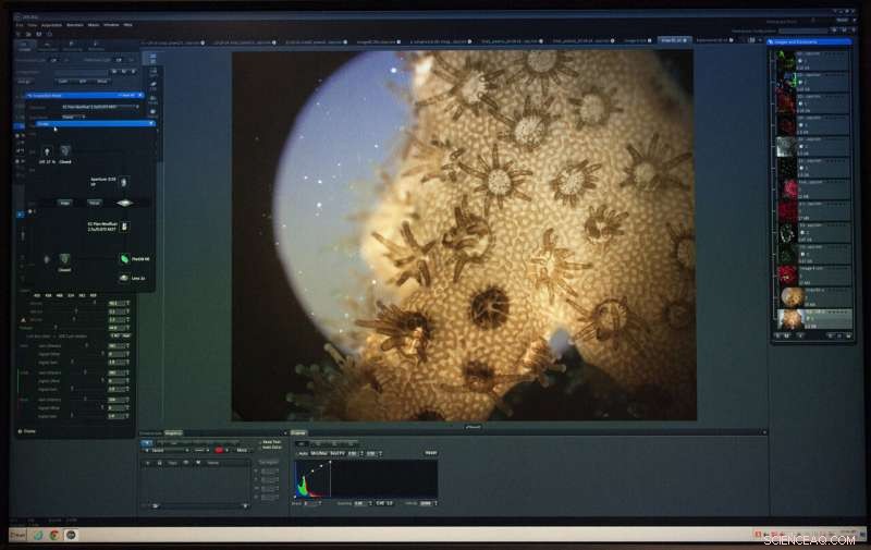 Extreme Rainfall from Global Warming Threatens Hawaii’s Coral Reefs