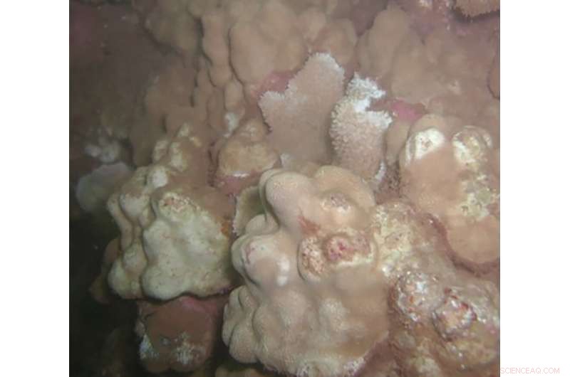 Extreme Rainfall from Global Warming Threatens Hawaii’s Coral Reefs