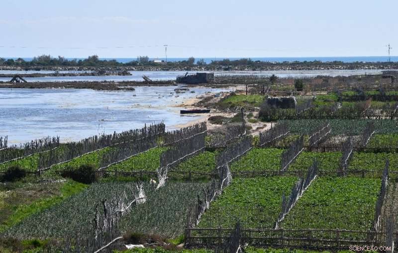 Sustainable Farming in Tunisia: Farmers Combat Drought with Traditional Sandy Soil Techniques