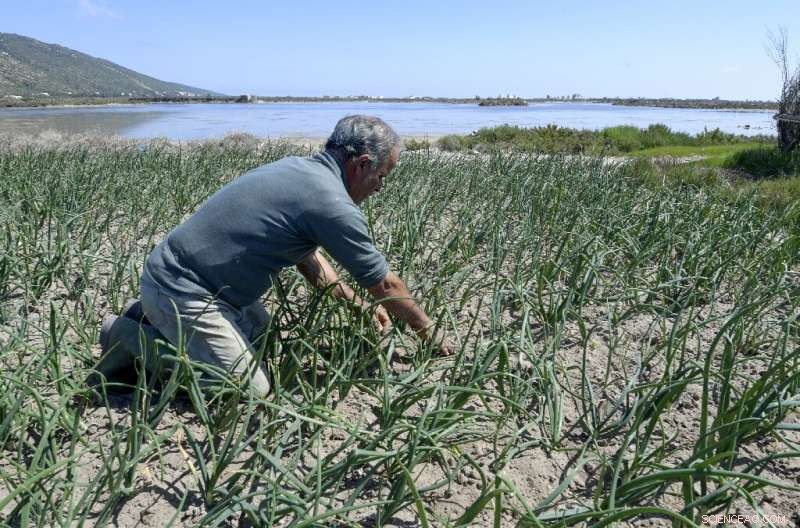 Sustainable Farming in Tunisia: Farmers Combat Drought with Traditional Sandy Soil Techniques