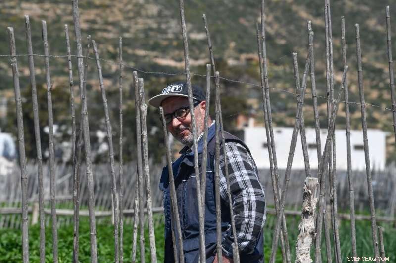 Sustainable Farming in Tunisia: Farmers Combat Drought with Traditional Sandy Soil Techniques
