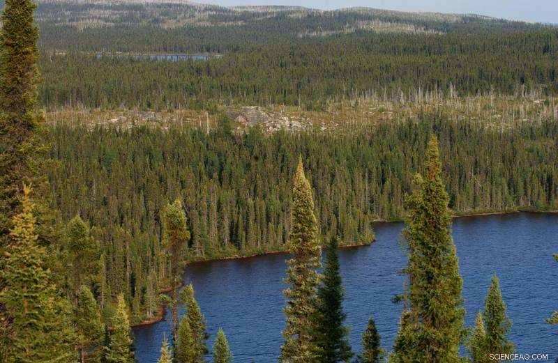 Deciduous Trees Mitigate Carbon Loss from Alaskan Boreal Fires, New Study Finds