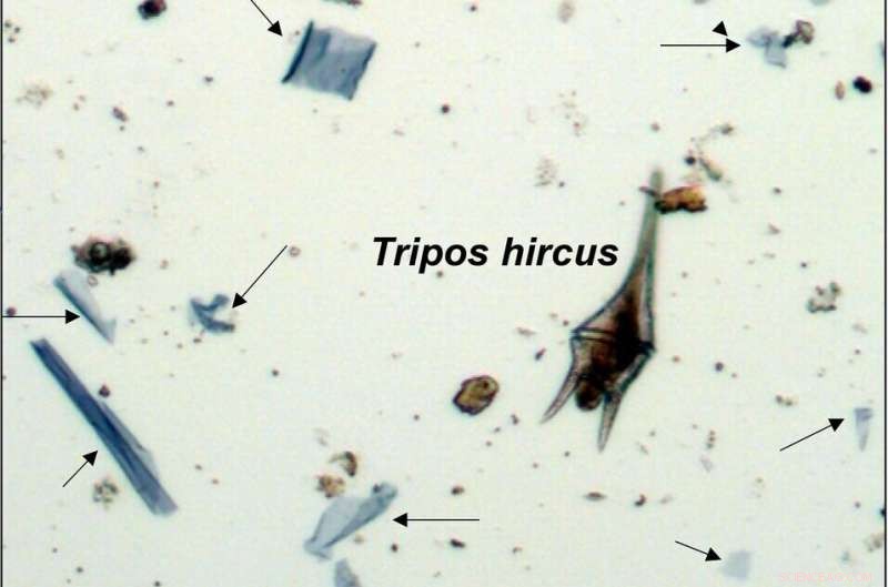 Scientists Discover Unexpected Microplastic Contamination in Florida Keys Lagoons