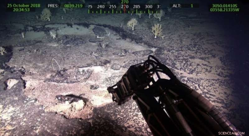 Microorganisms on the Rio Grande Rise: Foundations of Life and Metal Origins