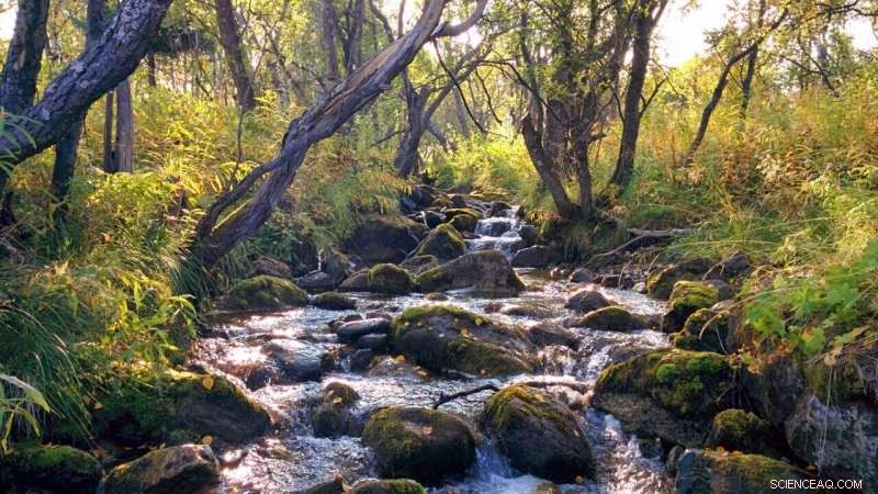 New Study Reveals Streams and Rivers Emit More CO₂ at Night