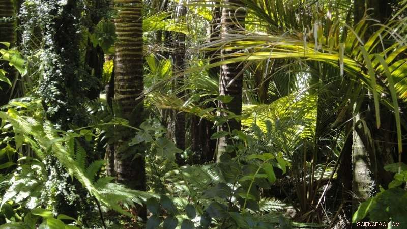 Brazil s Economic Crisis, Fueled by COVID-19, Poses a Dire Threat to the Amazon