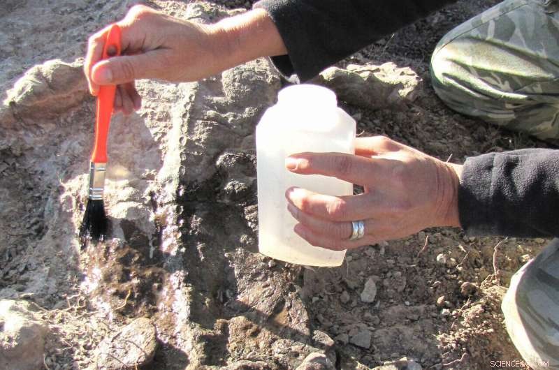 The End‑Permian Extinction: Terrestrial Death Toll Took a Decade Longer Than Marine Losses