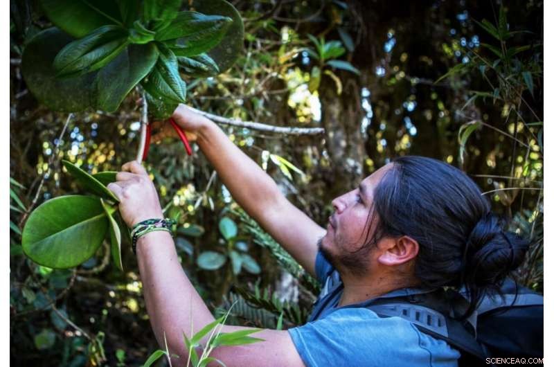 High‑Altitude Andes Forests: A Powerful Carbon Sink Amid Climate Change