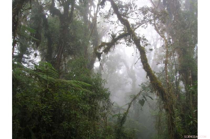 High‑Altitude Andes Forests: A Powerful Carbon Sink Amid Climate Change