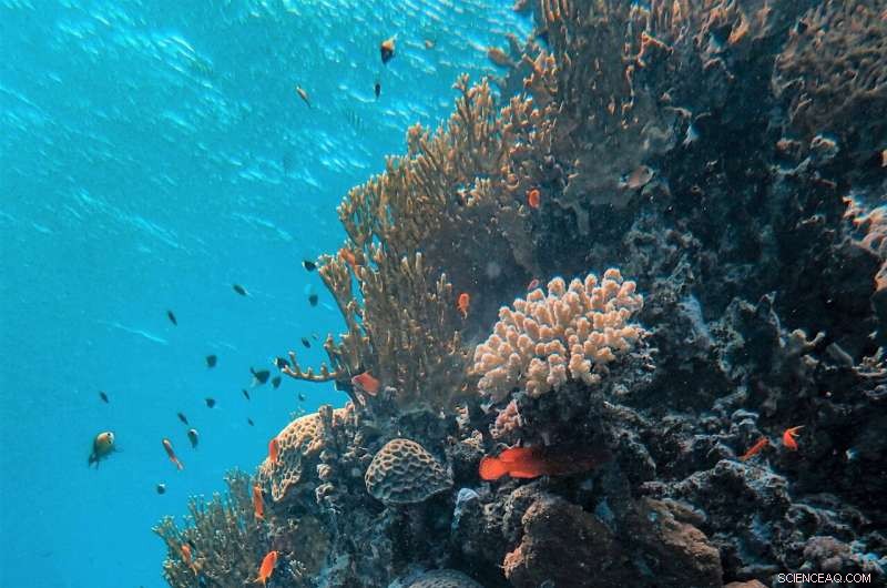 Satellite Data Reveals Three-Decade Increase in Ocean Acidification