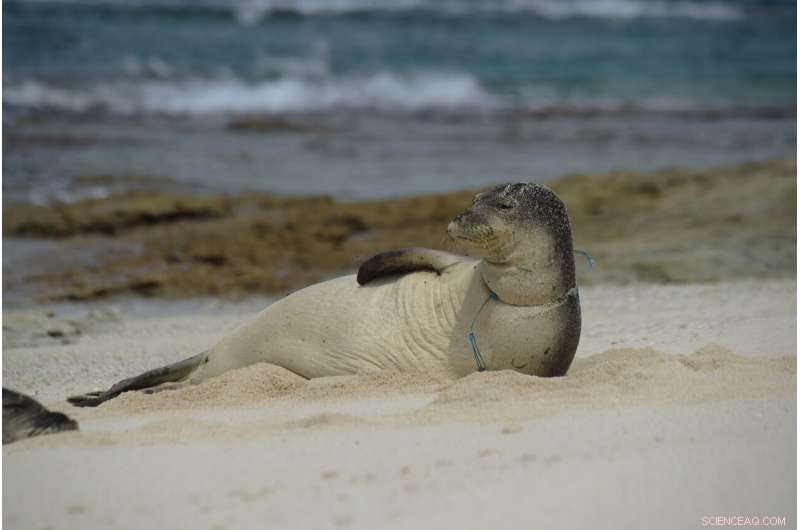 Expedition Clears Tons of Plastic from Remote Hawaiian Atolls