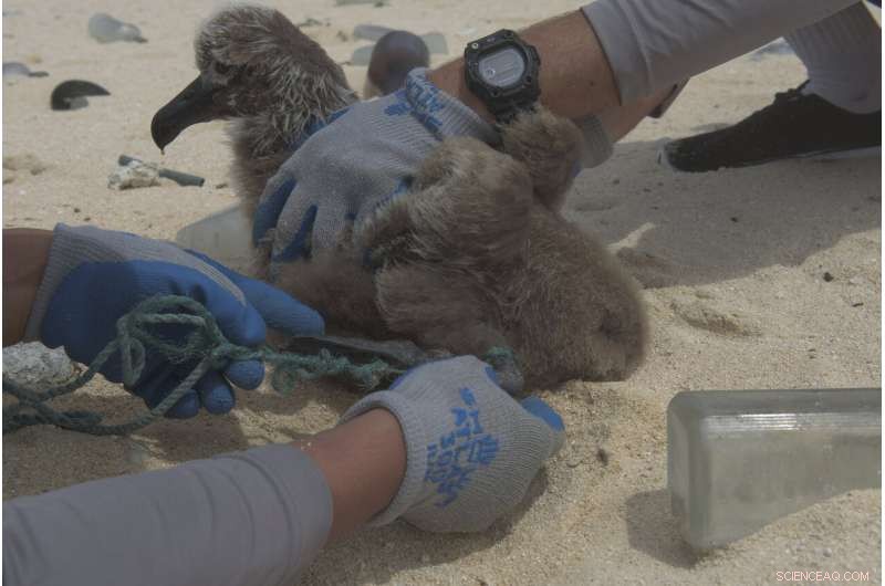Expedition Clears Tons of Plastic from Remote Hawaiian Atolls