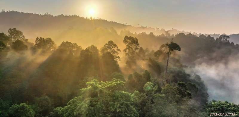 Can Trees Truly Offset Global Carbon Emissions? The Real Limits Explained