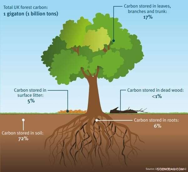 Can Trees Truly Offset Global Carbon Emissions? The Real Limits Explained