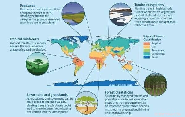 Can Trees Truly Offset Global Carbon Emissions? The Real Limits Explained