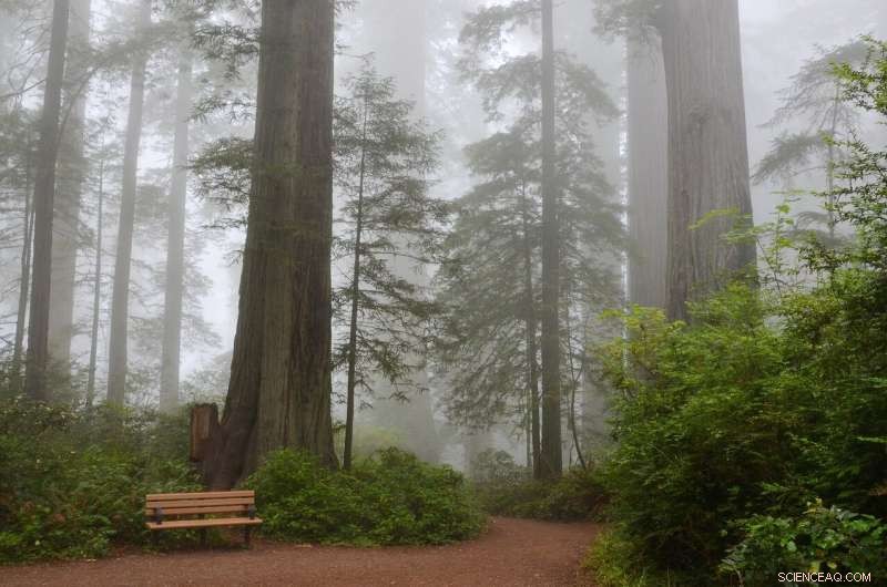 Big Basin Redwoods State Park Rebuilding After Wildfire: A Massive Restoration Effort