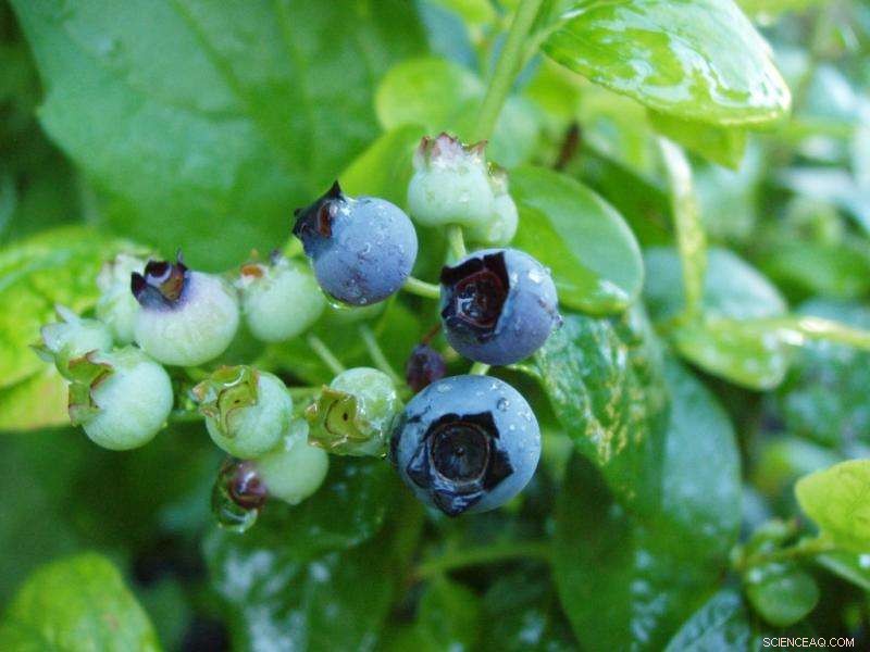 Down East Maine Wild Blueberry Fields Heat Up Faster Than State Average, Study Finds