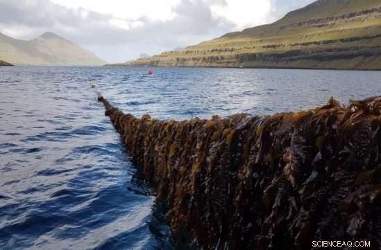 Cultivated Seaweed: A Natural Solution to Nutrient Pollution Impacting Health and Oceans