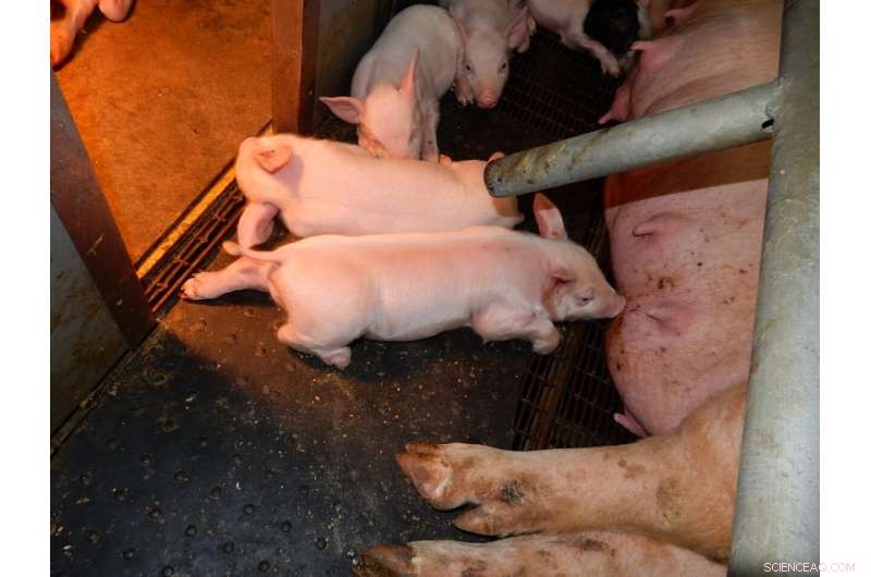 Turning Sewage into Value: Innovative Tech Makes Okinawan Pig Farming Eco-Friendly