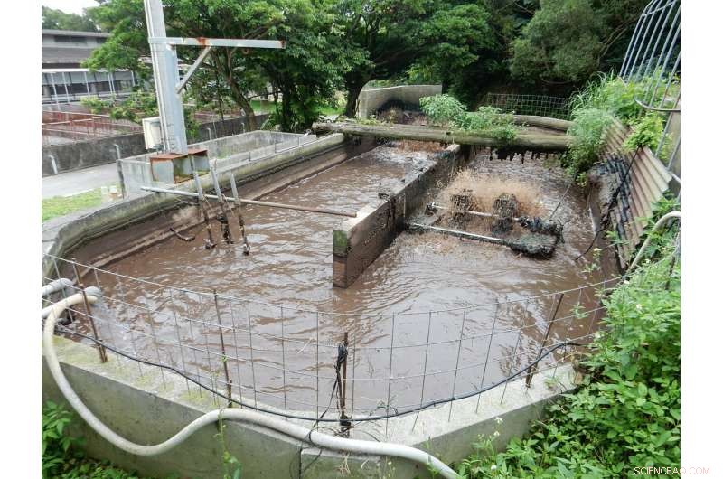 Turning Sewage into Value: Innovative Tech Makes Okinawan Pig Farming Eco-Friendly