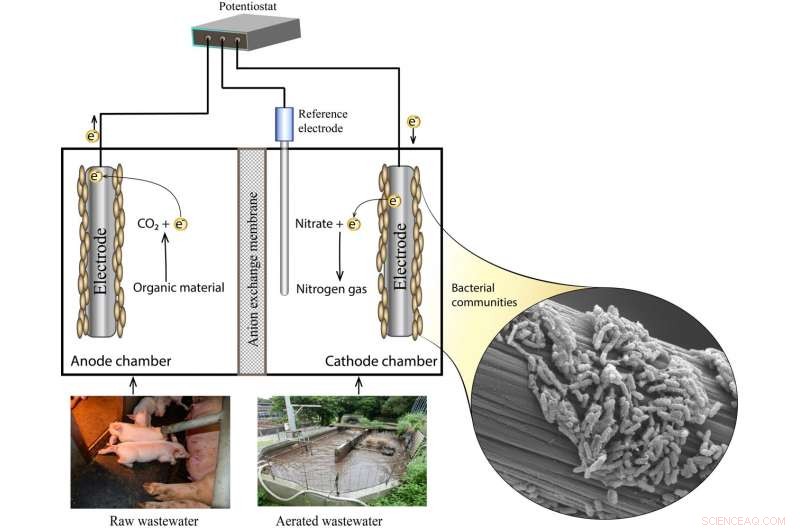 Turning Sewage into Value: Innovative Tech Makes Okinawan Pig Farming Eco-Friendly