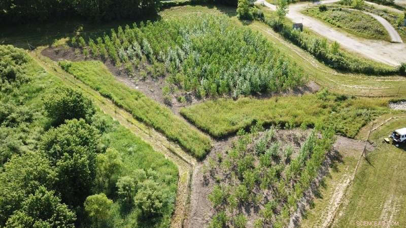 Trees Lead the Charge: Innovative Research Enhances Landfill Cleanup