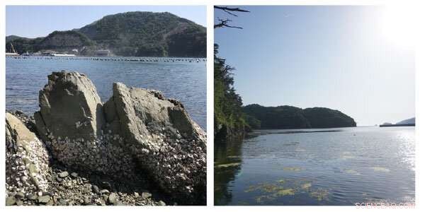 Flare-Ups and Crustal Removal: Insights into Northeast Japan s Geological Evolution