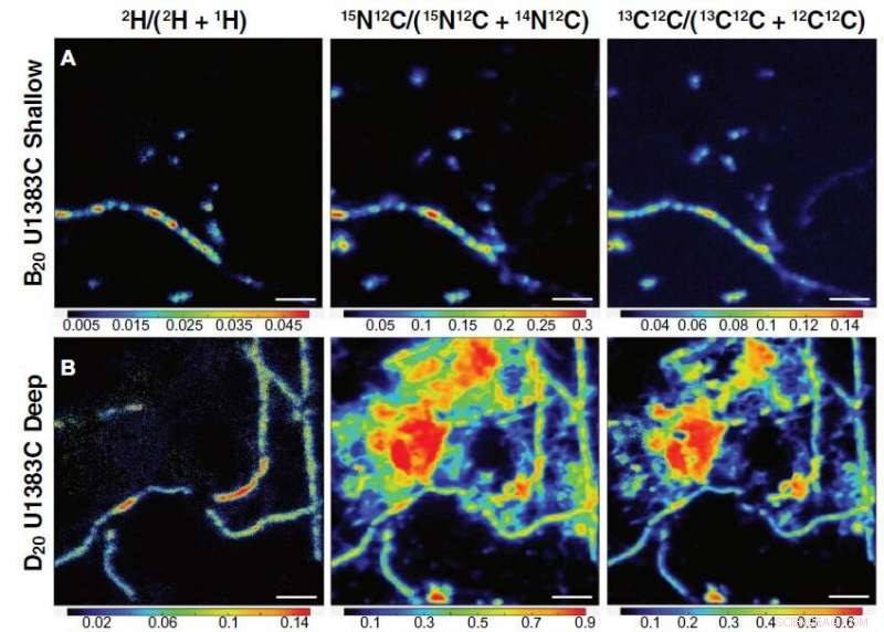 Deep-Sea Microbes: Highly Active, Ready to Consume Any Food Source