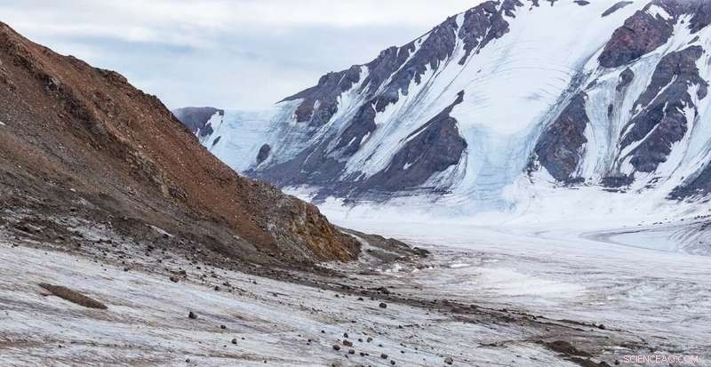 Historic Specimens Reveal How Viruses Shape Arctic Ecosystems
