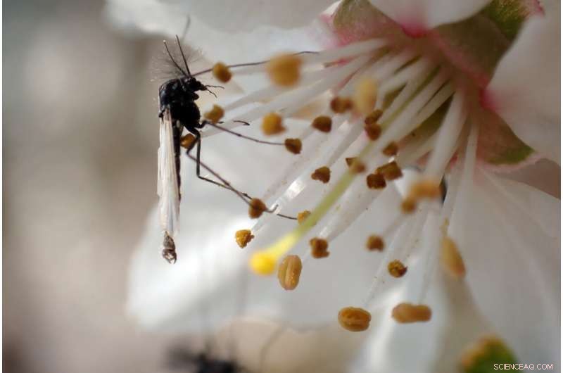 Northern Climate Change: Insect Size as a Reliable Paleoclimate Proxy