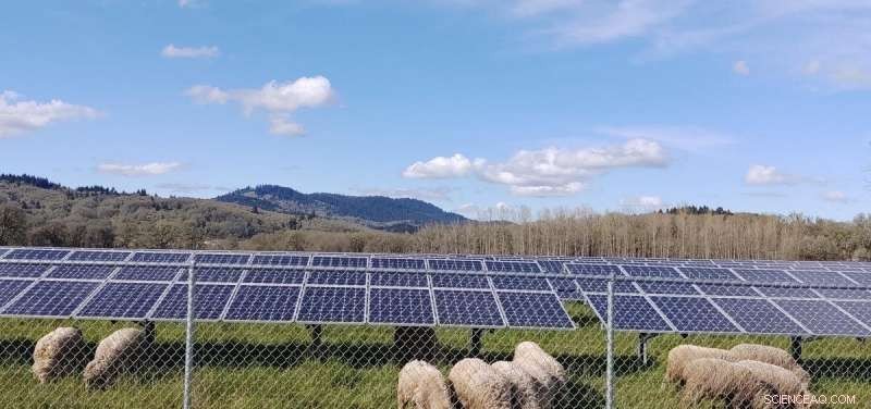 Study Shows Solar Panels and Sheep Grazing Double Land Productivity