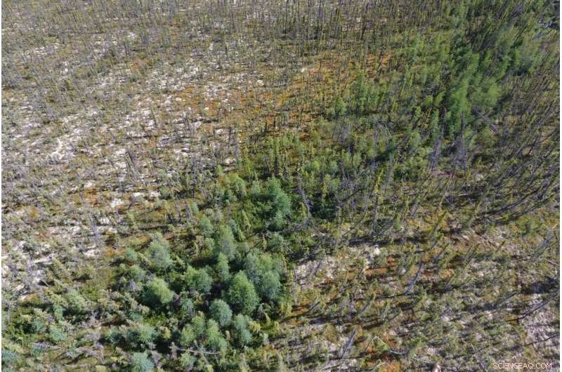 Northern Forest Fires: A Threat to Climate Stability