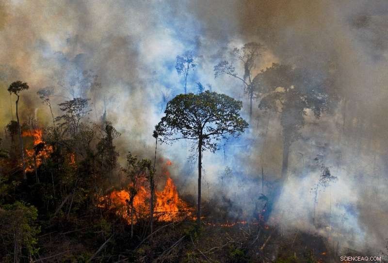 Amazon’s Shift: From Climate Ally to Carbon Source in the Face of Deforestation