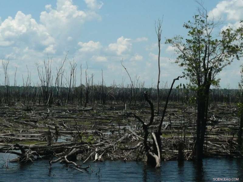Forest Fires Accelerate Savanna Expansion in the Amazon