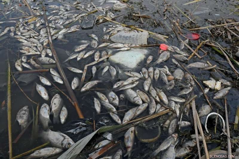 Iraq s Ancient Mesopotamian Marshes Threatened by Sewage and Pollution