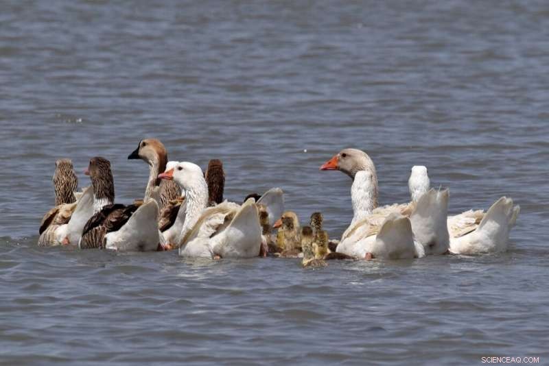 Iraq s Ancient Mesopotamian Marshes Threatened by Sewage and Pollution