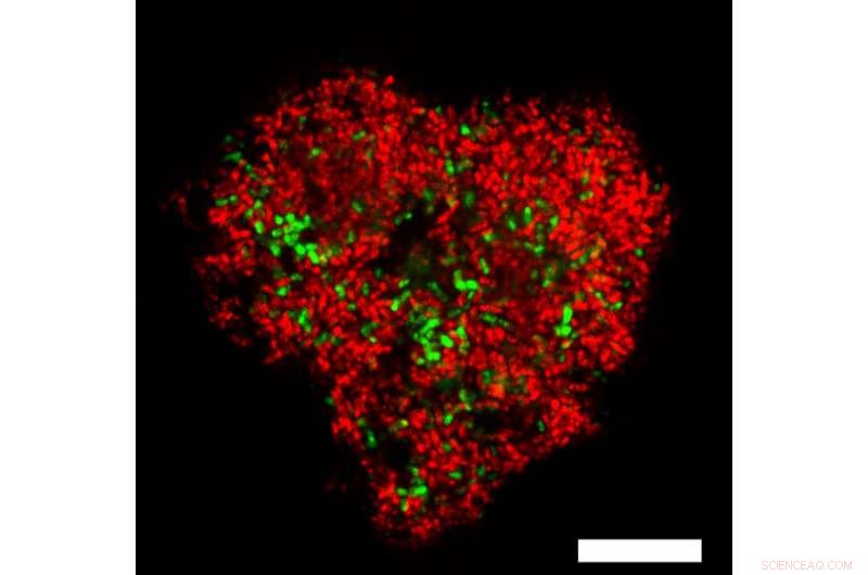 Scientists Resolve the Methane Isotope Paradox on the Seafloor