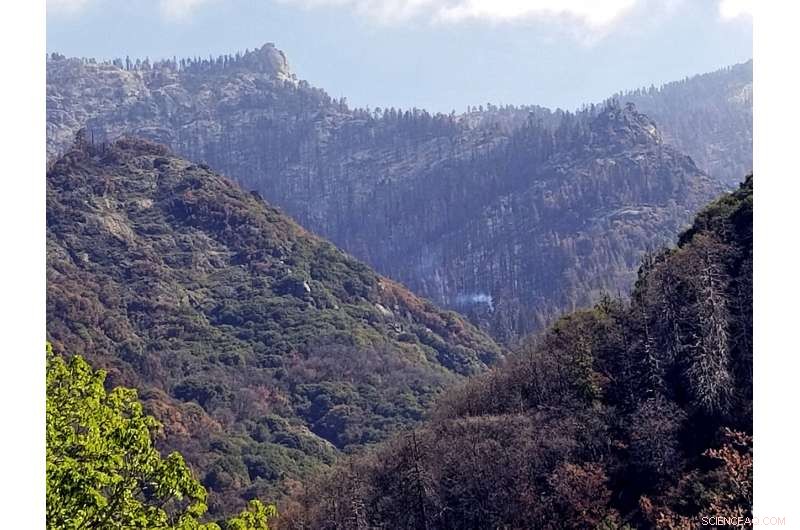 Giant Sequoia Continues to Smolder Years After 2020 California Wildfire
