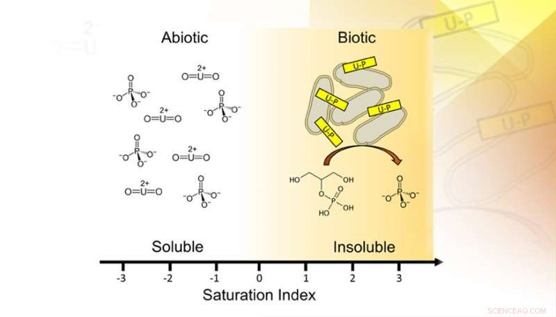 Eco-Friendly Microbial Strategies for Removing Uranium from Groundwater