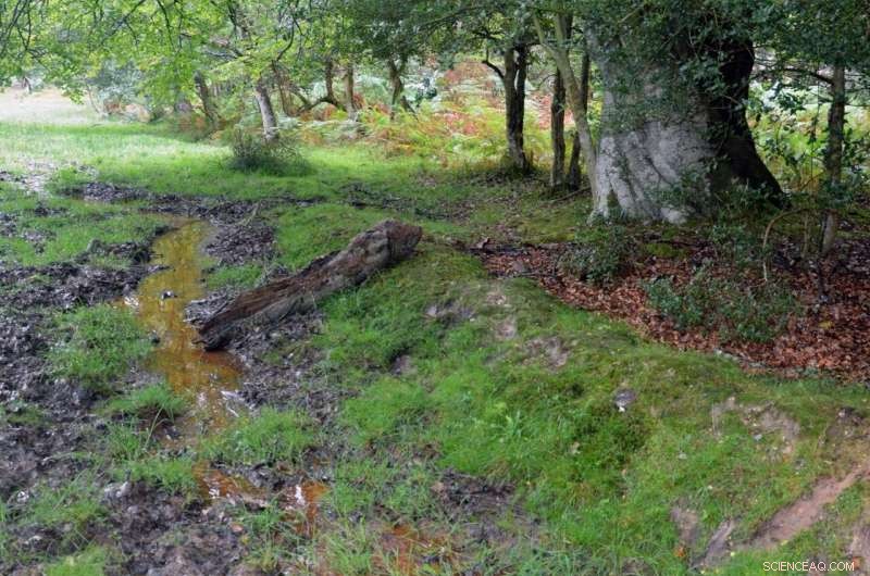 Groundbreaking Study Illuminates Key Functions of Aquatic Ecosystems