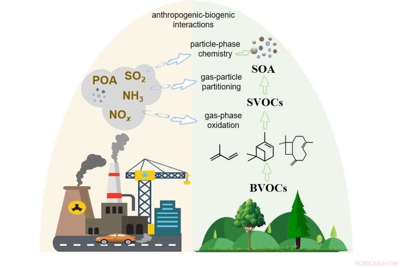 Human Emissions Modify Biogenic SOA Formation: Key Findings